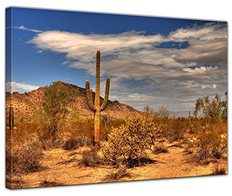Wandbild - Wüste Kaktus - Bild auf Leinwand 80 x 60 cm - Leinwandbilder Bilder als Leinwanddruck Landschaften Sonne - Natur Kaktus in der Prärie