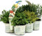 Piante di erbe aromatiche in vaso (6)