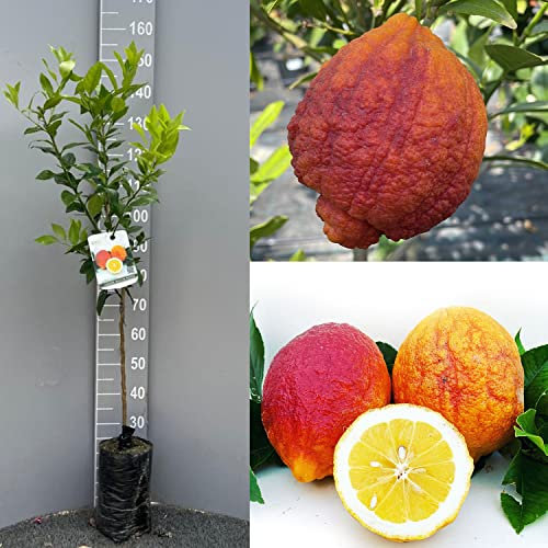 SAVINI VIVAI Pianta di Limone Albero Agrumi Limone a Buccia Rossa in Fitocella Altezza 100-120 cm di 1 anno di Innesto Made Italy