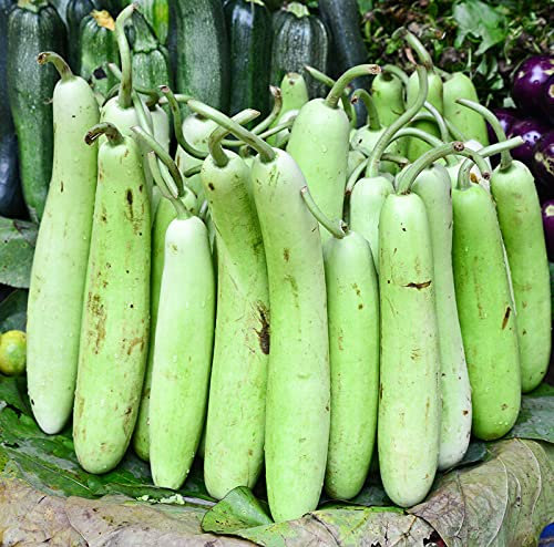 Buy4seeds 5 Seeds Extra Long Bottle Gourd Vegetables Easy to Grow