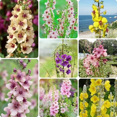 semi di verbasco perenni - piante da giardino piante d'appartamento semi di fiori balcone serra vasi per piante Pianta di verbasco semi di bonsai piante resistenti da balcone 700pcs