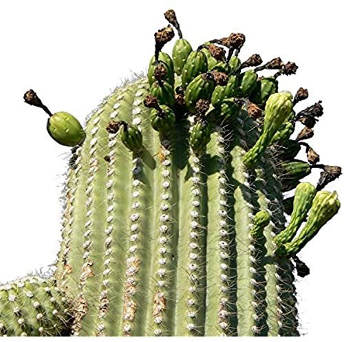 Kaktus Pflanze Samen Riesen Kaktus Seltene Samen Bodendecker Winterhart MehrjäHrig Kaktus Zimmerpflanze Exotische Pflanzen Cactus Blossoms Pflanzen Aufzucht 200 StüCke