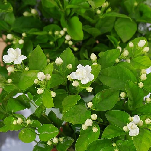 500 pezzi di semi di piante di gelsomino - fioriera albero bonzai, Jasminum sambac, semi di fiori a misura di serra balcone semi di fiori di albero bonsai ospite semi di pascolo d