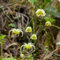 150 pcs Elfenblume Winterhart Samen, kräutergarten geschenk Elfenblume Epimedium, bodendecker winterhart wildblumensamen bodendecker samen winterhart kräutergarten küche bodendecker
