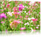 Pixxprint Wundervolle Blumenwiese, Größe: 80x60cm, Leinwandbild, fertig gespannt, Wandbild, Dekoration, Kunstdruck, kein Poster