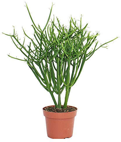 Exotenherz - Euphorbia tirucalli - Cactus lápiz - Planta grande en maceta de 12 cm