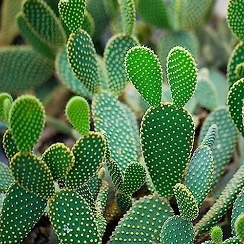 100 Stücke Kakteen Kaktus Samen, Kaktus Pflanze, Deko Wohnzimmer (Opuntia Dillenii) Hydrokultur Pflanzen - Exotische Samen Pflanzen Züchten Kakteen Samen, Sukkulenten Samen Mini Pflanzen