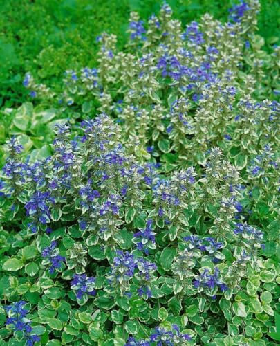 Ajuga reptans 'Variegata' 9x9 cm Topf – Winterhart, Mehrjährig, Pflegeleicht – Kriechender Günsel – Bodendecker für Garten & Beete