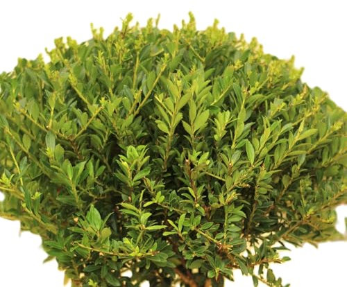 Japanische Stechpalme Ilex crenata Twiggy Kugelschnitt 20-25 cm winterhart Freilandaufzucht