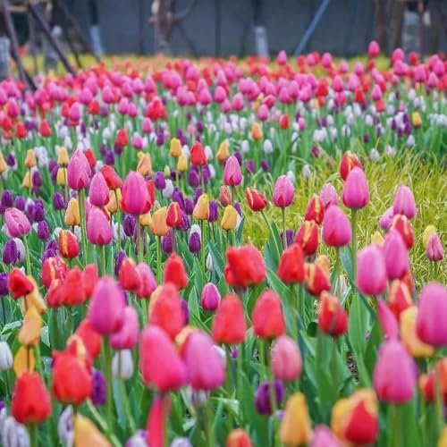 2 pcs tulpenzwiebeln pflanzen - balkon deko winterfeste pflanzen für kübel tulpenzwiebel,tulpen zwiebeln mehrjährig, flower winterlinge zwiebeln winterhart mehrjährig deko wohnzimmer