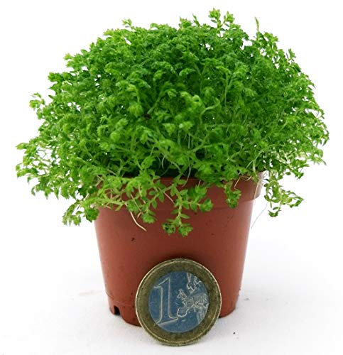 POWERS TO FLOWERS - SALAGINELLA APODA MICRO PER TERRARIUM, pianta vera