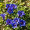 Alte piante di qualità Bonsai 100 Pz Largeleaf genziana Semi perenne blu seme di fiore in fiore le piante domestiche di DIY Giardino Economia domestica 10:Seeds