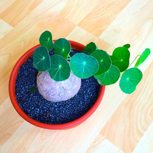 Stephania-Pflanze, Im Topf Oder Auf Der Terrasse,Kletterpflanze,Stephanotis, Winterharte Staude,Stabile, Dekorativ,Winterhart Mehrjährig,Stephania Erecta Knolle-1zwiebeln-A