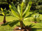 Frische Samen – ÄTHIOPISCHE BANANENPFLANZE – 5 große Samen – Ensete ventricosum musa – EXOTISCHE PFLANZE
