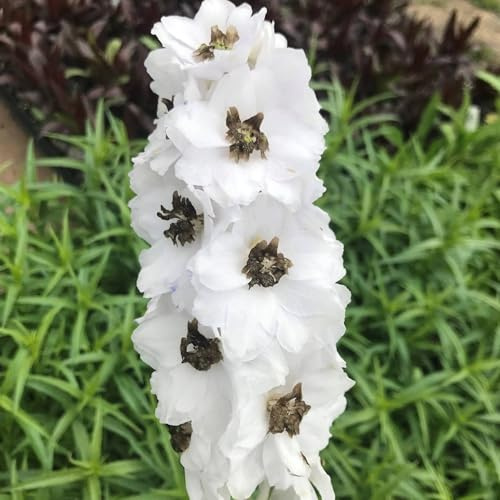 Vivai le Georgiche - Pianta vera di Delphinium Magic Fountain White/Dark Bee Delfinio, Speronella - vaso Ø 11 cm