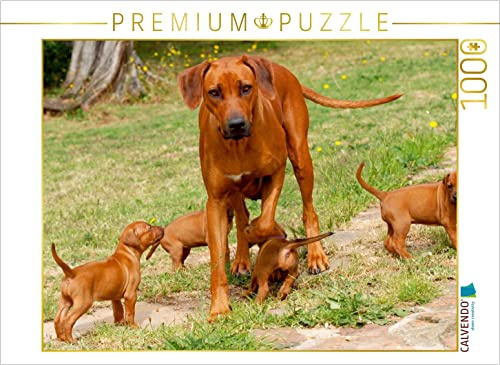 CALVENDO Puzzle EIN Motiv aus dem Kalender Rhodesian Ridgebacks | 1000 Teile Lege-Größe 64 x 48 cm Foto-Puzzle für glückliche Stunden