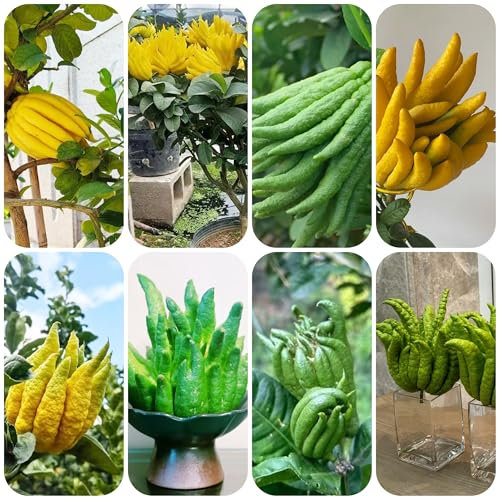 Semillas de limón mano de Buda árboles frutales enanos semillas plantas exóticas fruta la planta árboles frutales columnares fruto en espaldera árbol frutal comprar plantas y árboles 200pcs