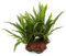 Microsorum Pteropus On Lava Stone - Large