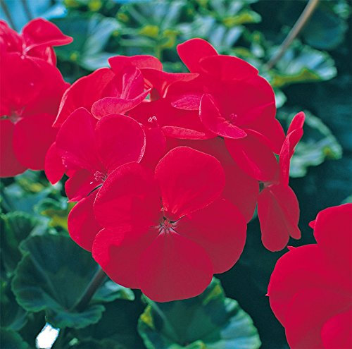 JustSeed - Flower - Geranium - Horizon F1 - Red - 50 Seeds - Large