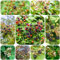 moras plantas semillas resistentes - de jardín de frutas columnar zarzamora Plante semillas resistentes en camas elevadas. semillas semillas variedades antiguas semillas de 350pcs