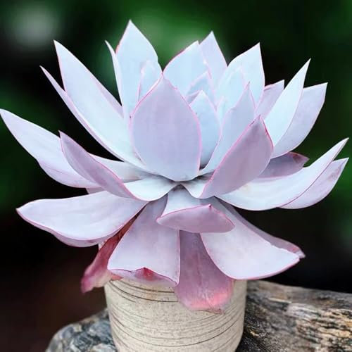 Semillas de suculentas, plantas suculentas reales, plantas trepadoras y macetas verdes, de jardín balcón, sombra Mini, decoración con hiedra, cultivo semillas. perennes, 100pcs