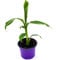 Musa-basjoo Bananenpflanze Winterharte-Banane 2er-Set 35-45cm