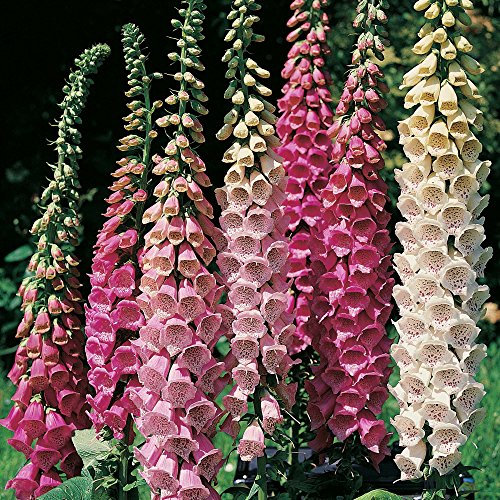 6 x foxgloves - bee freindly - Spring - Garden - Cut Flowers - Perennial
