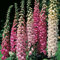 6 x foxgloves - bee freindly - Spring - Garden - Cut Flowers - Perennial
