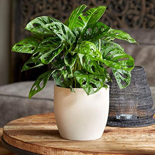 Plant Theory Monkey Leaf Monstera 30cm Obliqua Indoor House Plant 15cm Pot (No Ceramic Pot)