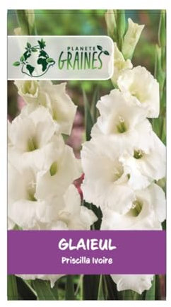 5 bulbes de fleurs Glaïeul Ivory Priscilla- ivoire pur fleur géante 100 à 150 cm