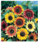 PREMIER SEEDS DIRECT - Sunflower Seeds - Autumn Beauty - 100 Finest Seeds