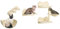 PawHut Estante de Escalada para Gatos de Pared Juego de Estantes para Gatos 4 Piezas con Hamaca Nido Rascador Plataformas para Saltar y Poste de Sisal Beige
