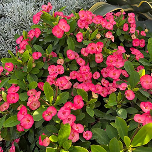 christusdorn rot,Euphorbia milii samen,steingartenpflanzen winterhart bodendecker winterhart mehrjährig samen seltene pflanzen gartenpflanzen winterharte blumensamen hochzeit 100 Stück