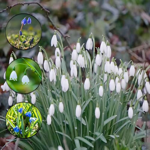 9 pcs blumenzwiebel schneeglöckchen zwiebeln - wildblumen büropflanzen kräutergarten geschenk,Galanthus nivalis, bienenfreund topfpflanzen blumenzwiebel balkon pflanze pflanzenkübel
