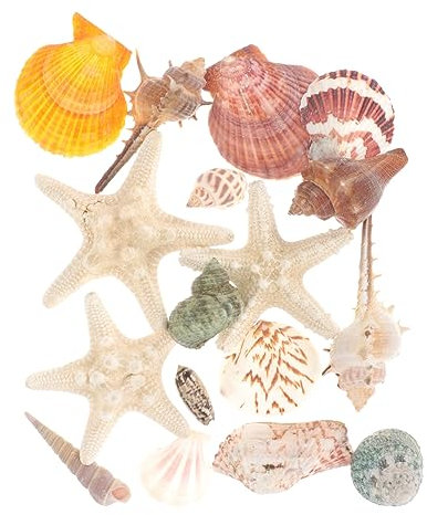 Happyyami 3 Ensembles Coquille Naturelle coquilles Saint- Coquillages Nautique décor coquilles d'huîtres pour l'artisanat Ornements de Coquille Aquarium Crabe ermite Accessoires