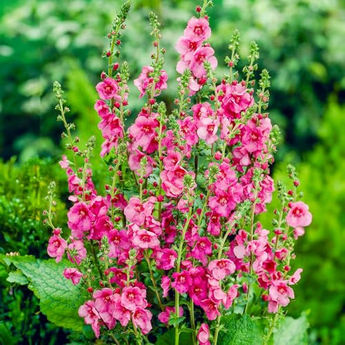 Verbascum Royalty - Outdoor Plants Garden Ready - Deciduous Red Flowering Perennial Plant for Pots, Containers, Borders and Flower Beds (9cm Pot, 15-25cm)