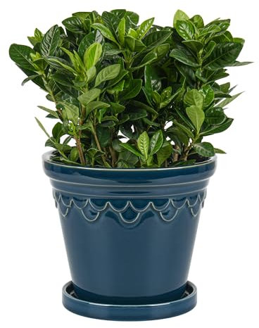 SLIVOUS 16.0 cm Keramik Pflanzgefäß Pflanztopf mit Drainageloch und Untersetzer, Dekorative Glasur Blumentopf für Zimmerpflanzen (Capri Blau)