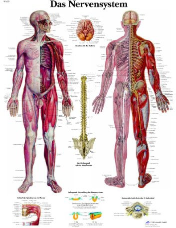 3B Scientific Lehrtafel - Das Nervensystem, VR0620UU