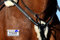 Tysons Breeches 5 Punkt Vorderzeug Halla Lammfell Strass Glitzer Leder Schwarz + Martingal (Warmblut)