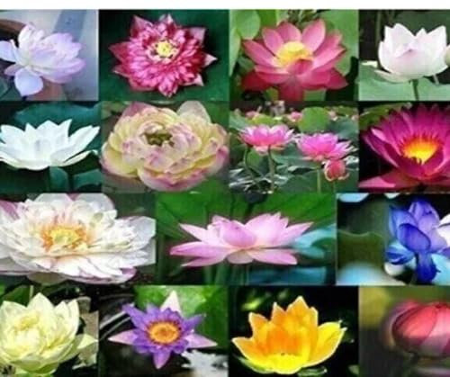 30 Seeds Flowers Plant Nelumbo Nucifera Sacred for Garden Water Lilies Lotus Flower Flowers Mixed Colour Flower Seed Pond Water Lily