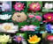 30 Seeds Flowers Plant Nelumbo Nucifera Sacred for Garden Water Lilies Lotus Flower Flowers Mixed Colour Flower Seed Pond Water Lily