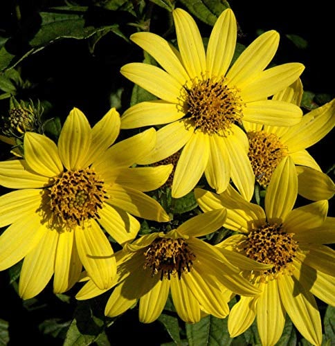 Stauden Sonnenblume Giganteus - Helianthus atrorubens - lebende Gartenpflanze aus den Baumschulen