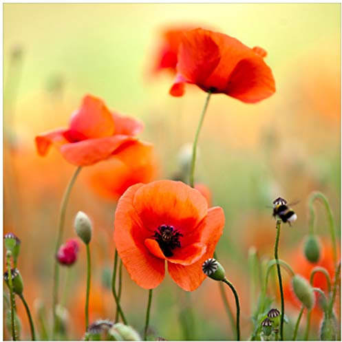 Wallario Glasbild Mohnblumenblüten - 50 x 50 cm Wandbilder Glas in Premium-Qualität: Brillante Farben, freischwebende Optik