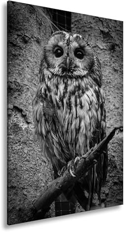 deyoli Leinwandbild Nachtblick – die Eule der Tiefe auf rauer Rinde. Format: 60x40cm Effekt:Schwarz&Weiß XXL Kunstdruck Bild auf Keilrahmen/Wandbild/Wohnzimmer Dekoration
