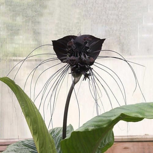 kiskick Gartenpaket Kräutersamen zum Pflanzen und im Freien, 10 Stück lustige seltene schwarze Fledermaus Tacca Chantrieri Whiskers Blumensamen Gartenpflanzen