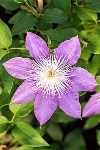 Clematis Hybride 'Crystal Fountain' 60–100 cm – Winterhart, Mehrjährig, Pflegeleicht – Waldrebe – Kletterpflanze für Pergola & Rankhilfe