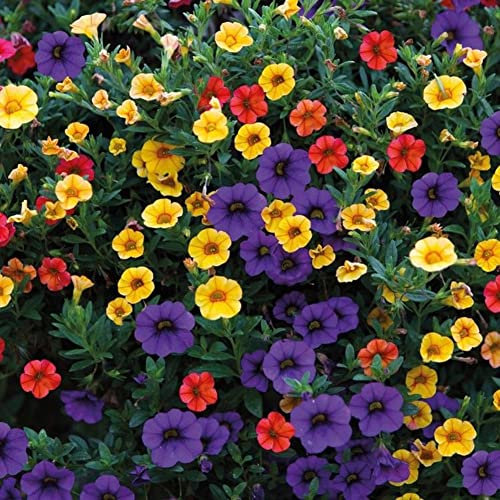 Haloppe 100 Unids Enano Petunia Flores Plantas Semillas para la Plantación de Jardín en el Hogar, Enano Petunia Semillas Flor Planta Hogar Jardín Balcón Bonsai Porche Decoración Semillas de petu
