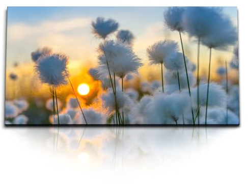 Paul Sinus Kunstdruck Bilder 120x60cm Baumwolle Baumwollblüten Blüten Sonnenuntergang