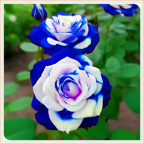 Perennial,Gorgeous Rose Bulbs, Hardy, Professional for Beautiful Garden Displays-1 Bulb-H