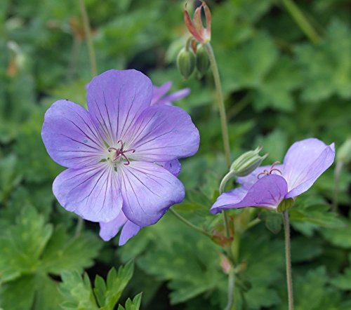 Hardy Geranium 'Rozanne' 15cm Pot Size
